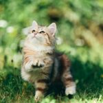 A kitten - Siberian cat playing in grass