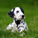 dalmatian-dog-outdoors-in-summer-PU6962N.jpg