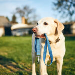 dog-holding-leash-in-mouth-QCP6YHR.jpg