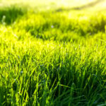 Closeup detail view of fresh long green grass field meadow in warm sunset sunrise morning sun light