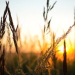 Dry grass-panicles of the Pampas against orange sky with a setting sun.