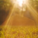 Green grass background in sunset light.