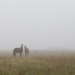 Horses in a paddock on a cold foggy morning