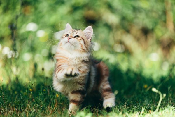 A kitten - Siberian cat playing in grass
