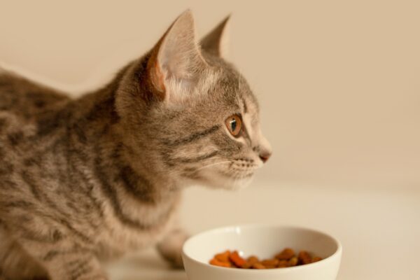 Cute kitten near a bowl of food at home. Dry pet food in a bowl.