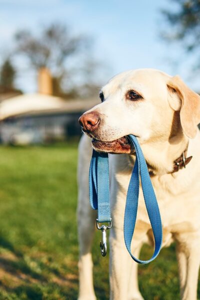 dog-holding-leash-in-mouth-QCP6YHR.jpg