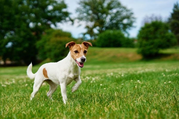 Happy Dog on Green Grass