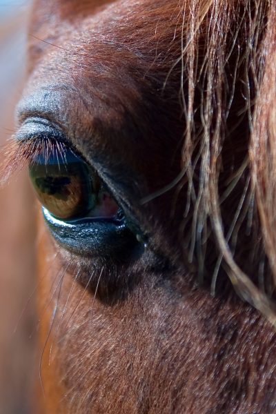 Horse Horse