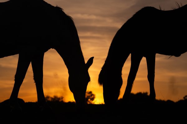 Silhouette of two horses at sunset Silhouette of two horses at sunset